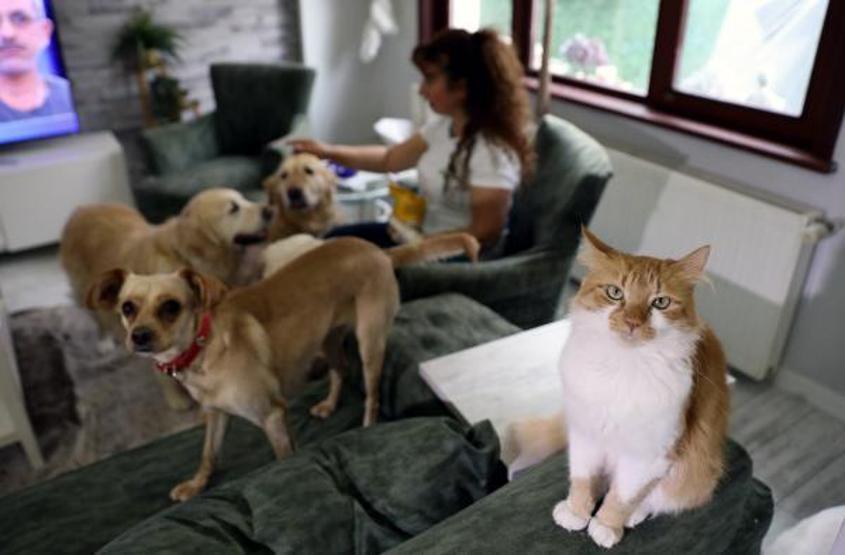 Villasında 33 kedi ve 4 köpeğe bakıyor