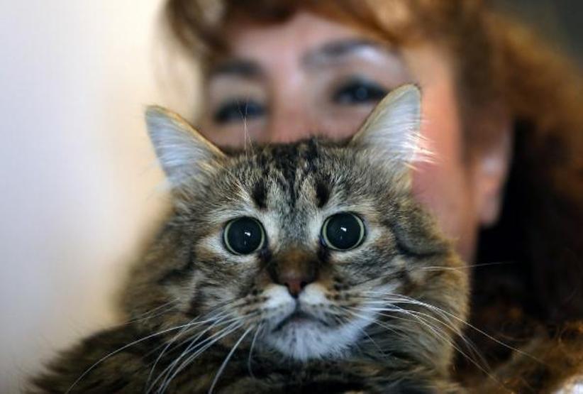 Villasında 33 kedi ve 4 köpeğe bakıyor