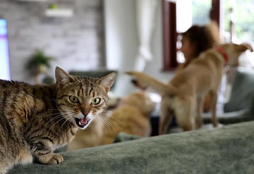 Villasında 33 kedi ve 4 köpeğe bakıyor