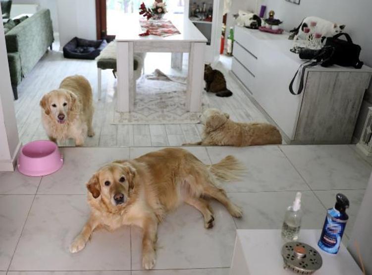 Villasında 33 kedi ve 4 köpeğe bakıyor