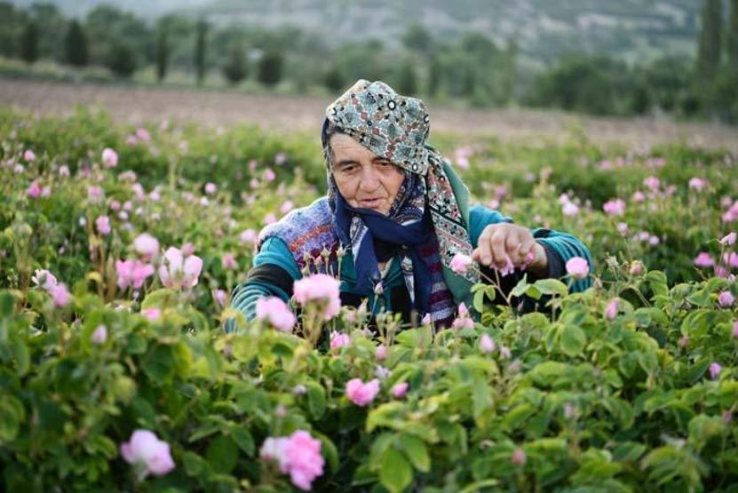 Türkiyenin gül bahçesinde hasat sezonu