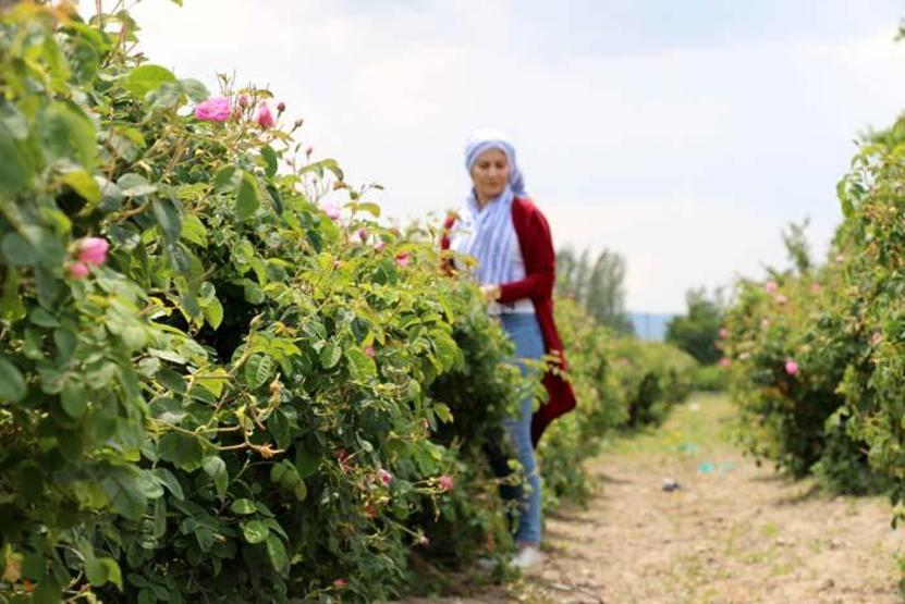 Türkiyenin gül bahçesinde hasat sezonu