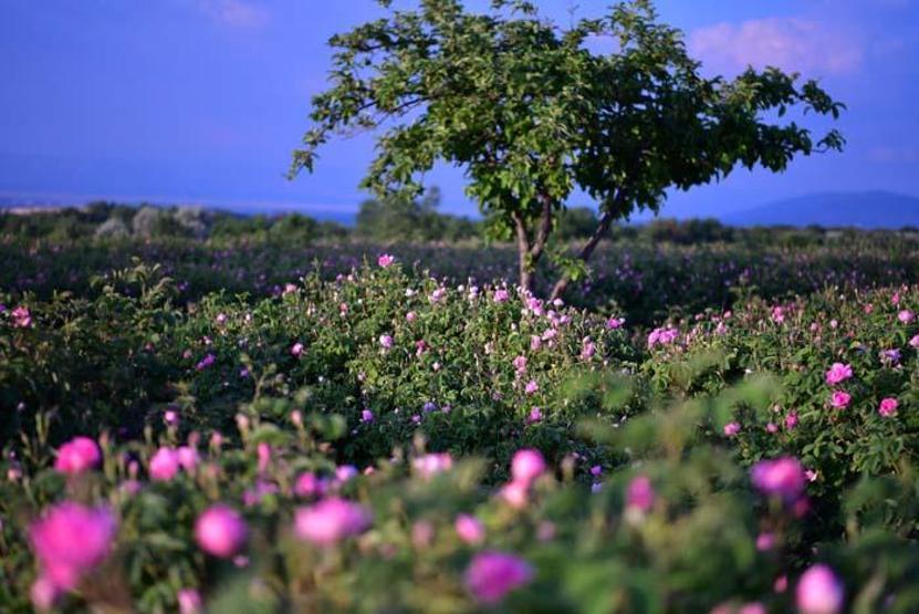 Türkiyenin gül bahçesinde hasat sezonu