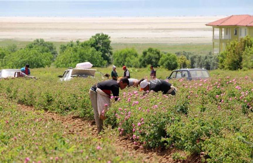 Türkiyenin gül bahçesinde hasat sezonu