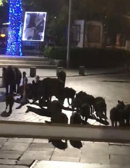 Bodrumda aç kalan domuz sürüsü Belediye Meydanına indi