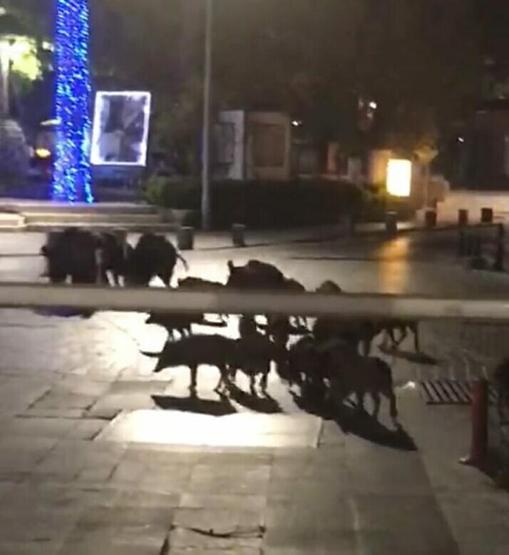Bodrumda aç kalan domuz sürüsü Belediye Meydanına indi