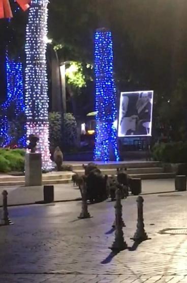 Bodrumda aç kalan domuz sürüsü Belediye Meydanına indi