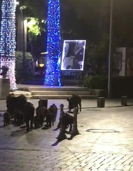 Bodrumda aç kalan domuz sürüsü Belediye Meydanına indi