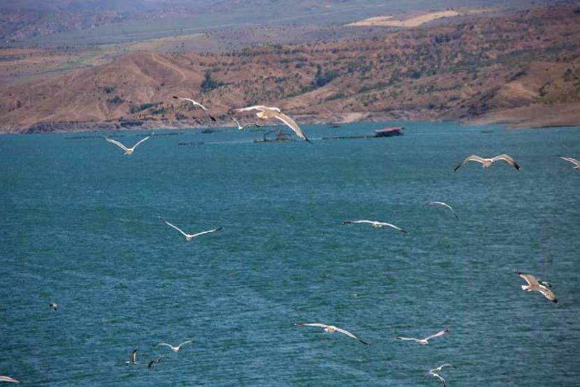 Tuncelideki Martı Adası, binlerce kuşa ev sahipliği yapıyor
