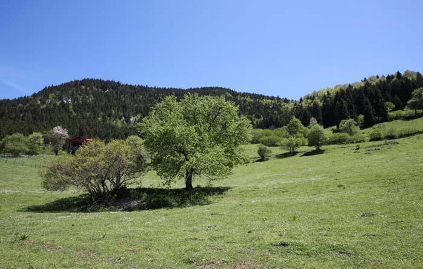 Karadenizin doğa harikası yaylaları hayran bırakıyor