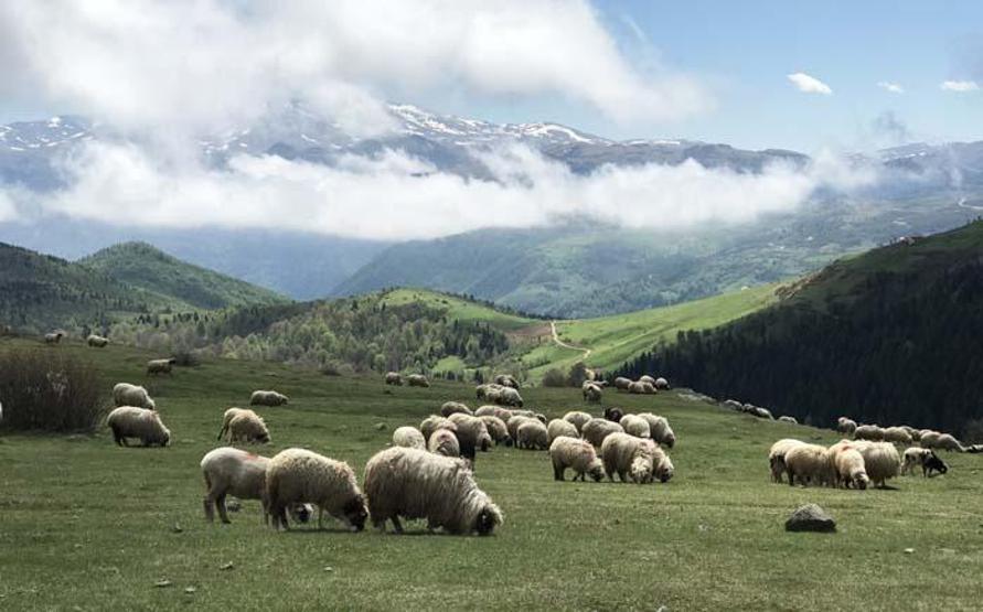 Karadenizin doğa harikası yaylaları hayran bırakıyor