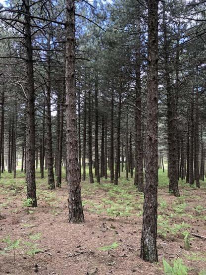 Kazdağları tarihi ve doğasıyla her mevsim ayrı güzelliğe bürünüyor