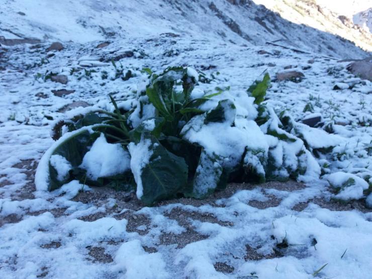 Rize’de yaylaya kar yağdı