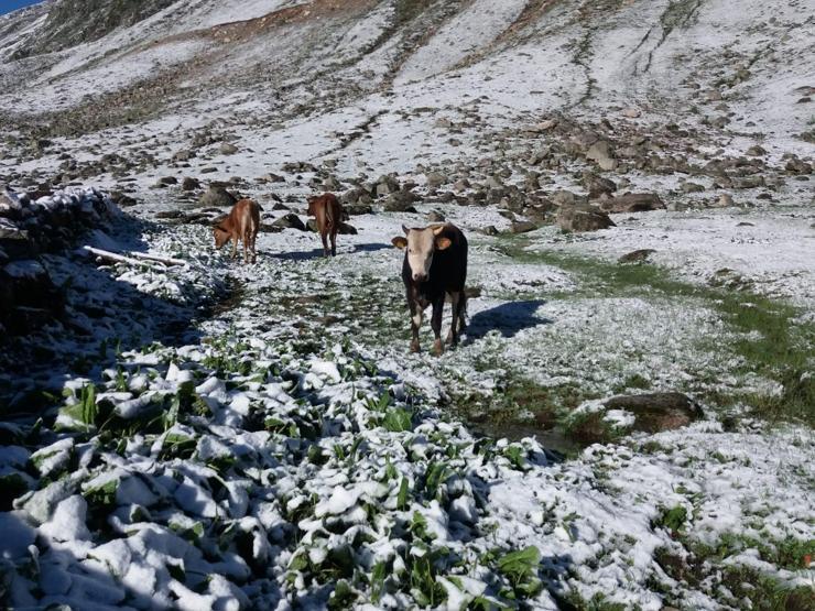 Rize’de yaylaya kar yağdı