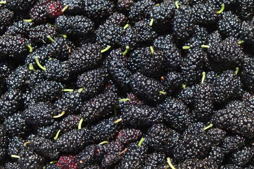 Karadutun bilinmeyen 5 mucizevi faydası
