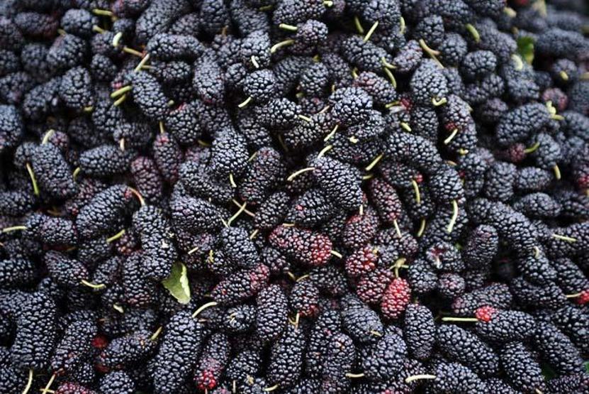 Karadutun bilinmeyen 5 mucizevi faydası