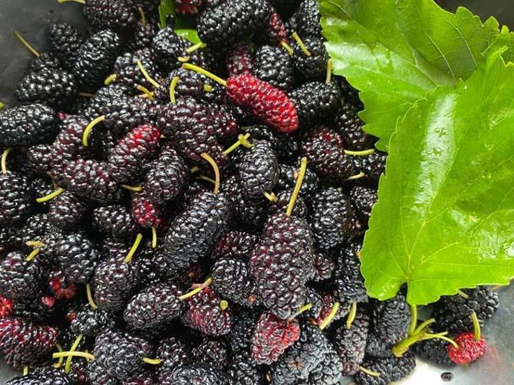 Karadutun bilinmeyen 5 mucizevi faydası