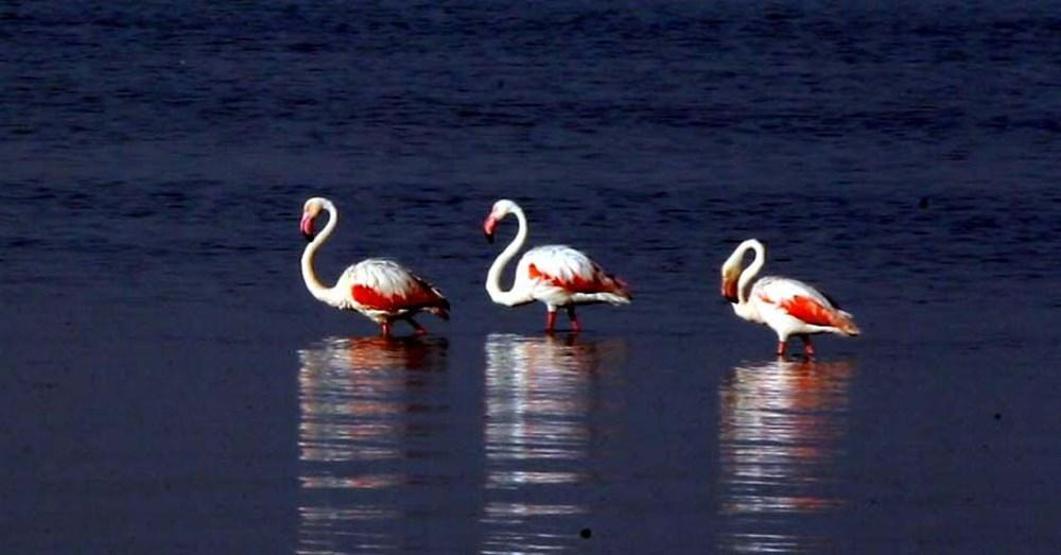 Van Gölünde flamingo şöleni