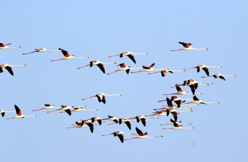 Van Gölünde flamingo şöleni
