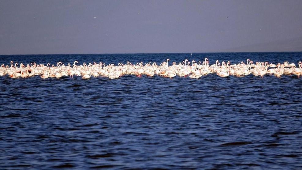 Van Gölünde flamingo şöleni