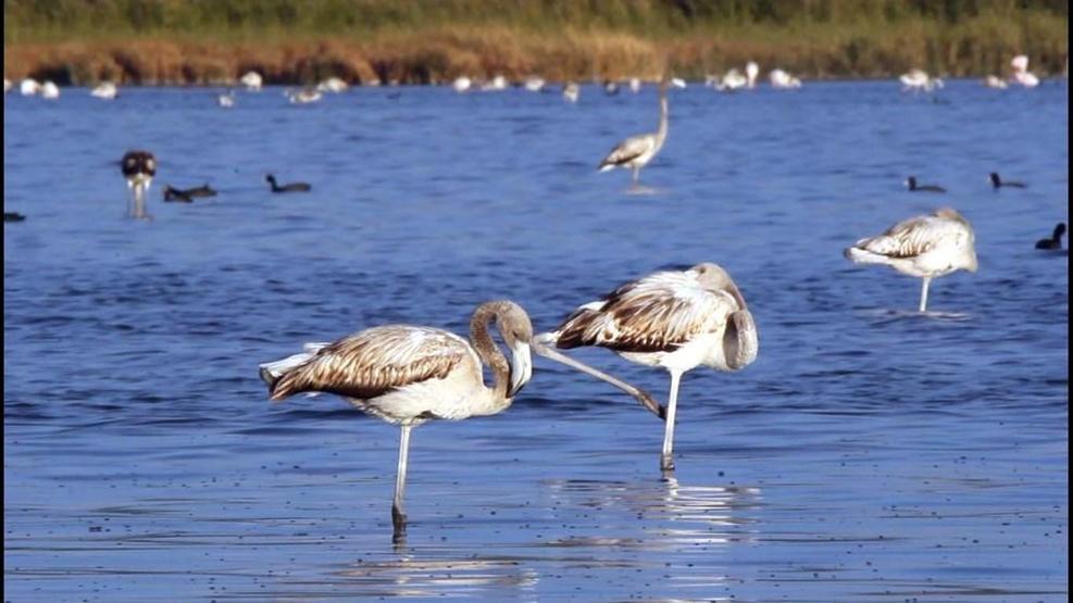 Van Gölünde flamingo şöleni