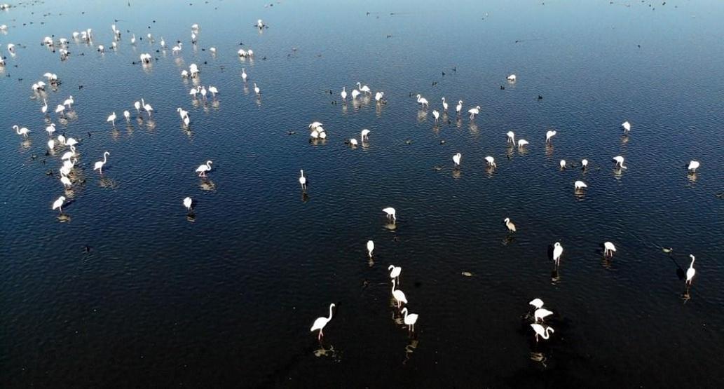 Van Gölünde flamingo şöleni