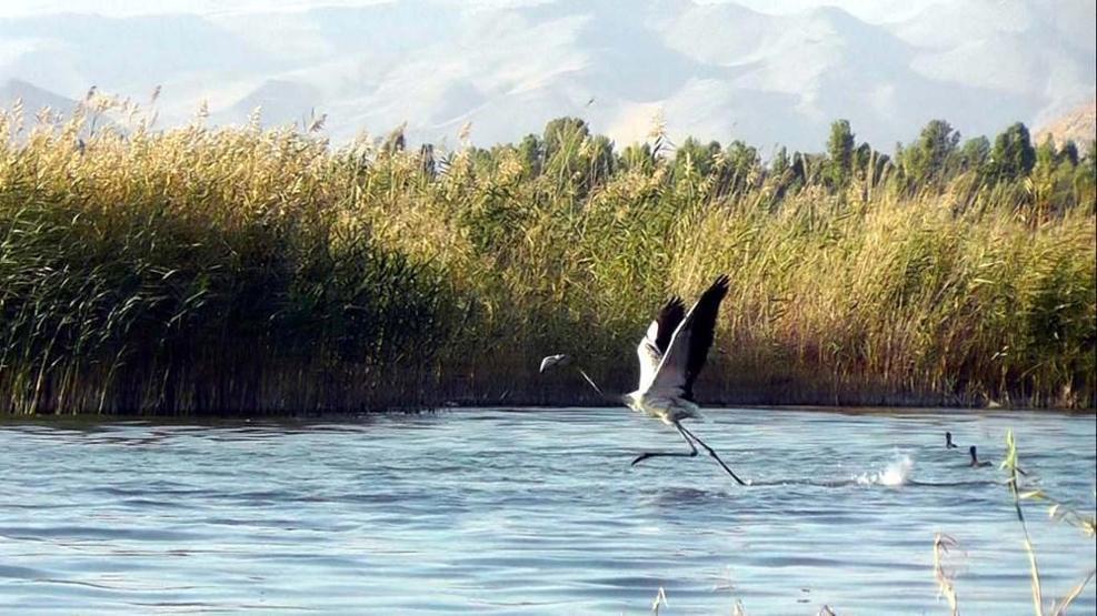 Van Gölünde flamingo şöleni