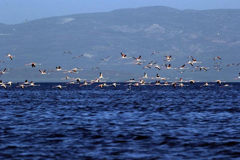 Van Gölünde flamingo şöleni