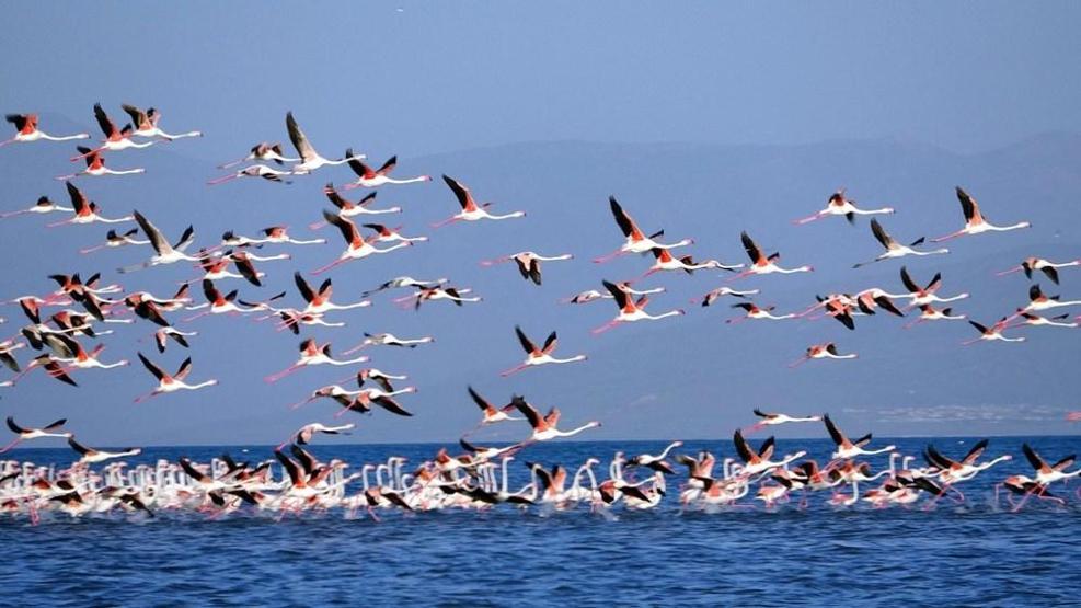 Van Gölünde flamingo şöleni