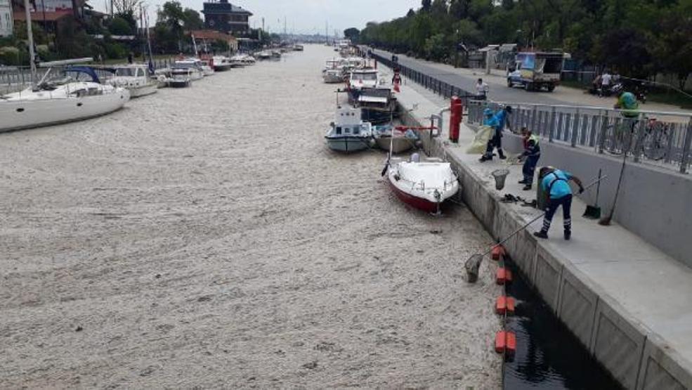 Kadıköy Kurbağlıdere ve sahilde deniz salyası temizliği