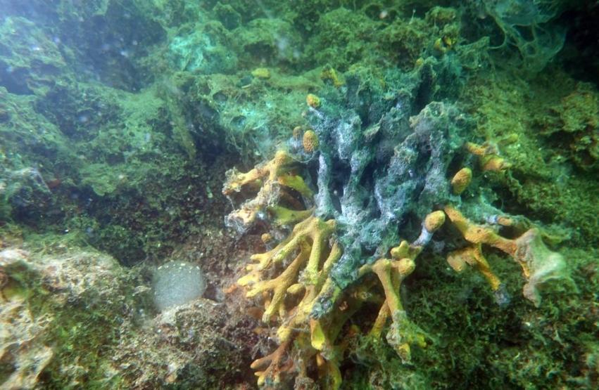 Hem Karadenize hem de Egeye doğru ilerliyor: Müsilaj nerelerde var İşte son durum