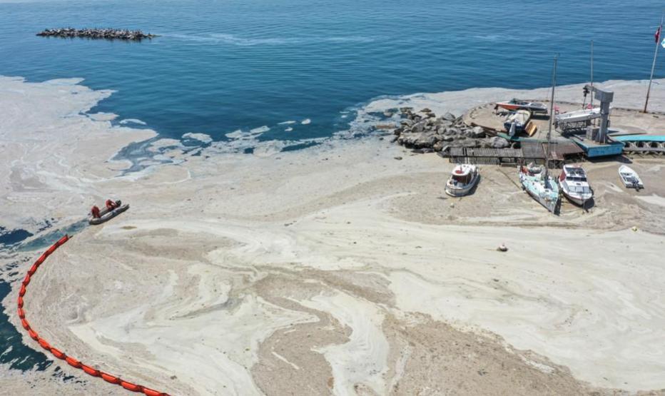 Hem Karadenize hem de Egeye doğru ilerliyor: Müsilaj nerelerde var İşte son durum