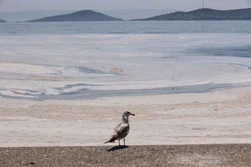 Hem Karadenize hem de Egeye doğru ilerliyor: Müsilaj nerelerde var İşte son durum