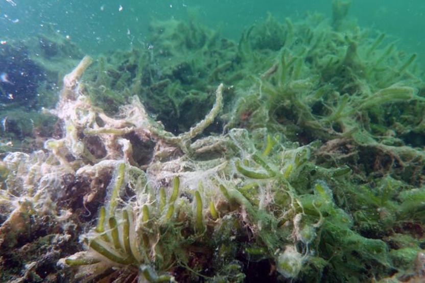 Hem Karadenize hem de Egeye doğru ilerliyor: Müsilaj nerelerde var İşte son durum