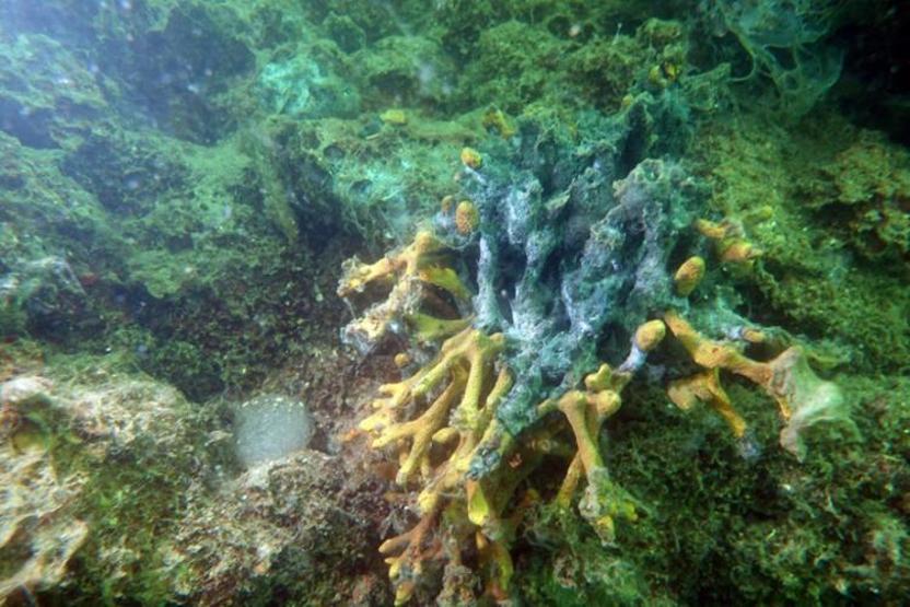 Hem Karadenize hem de Egeye doğru ilerliyor: Müsilaj nerelerde var İşte son durum