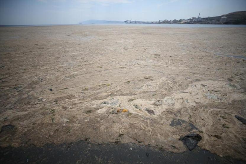 Hem Karadenize hem de Egeye doğru ilerliyor: Müsilaj nerelerde var İşte son durum