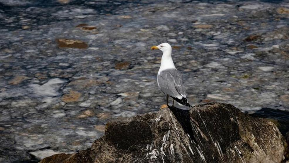 Hem Karadenize hem de Egeye doğru ilerliyor: Müsilaj nerelerde var İşte son durum