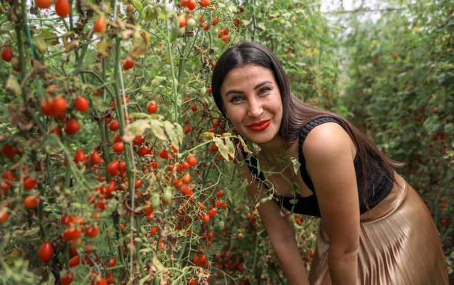 Tek domatesten ürettiği tohumlarla 4 dönüm sera kurdu