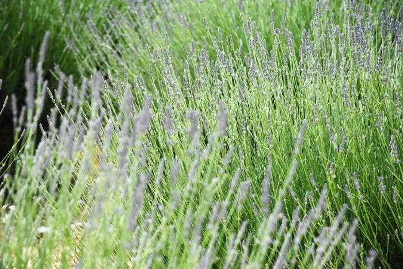 Muğlada evlerin duvarları lavanta figürleriyle süslenen mahalle fotoğraf tutkunlarını bekliyor