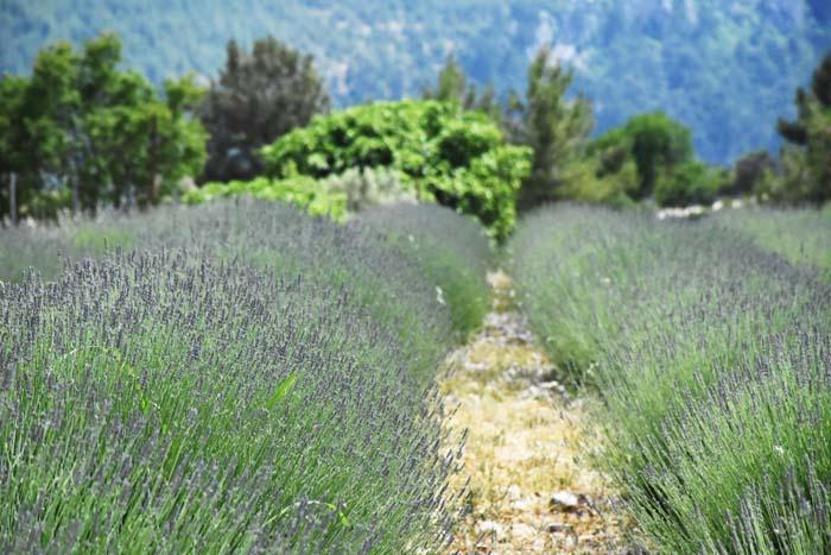 Muğlada evlerin duvarları lavanta figürleriyle süslenen mahalle fotoğraf tutkunlarını bekliyor