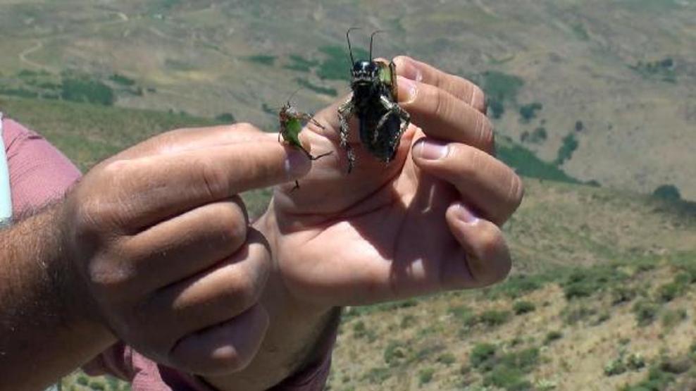 Çekirgeler Muş Ovasına doğru ilerliyor