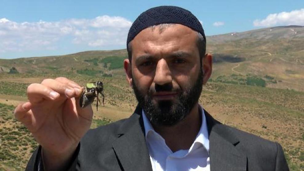 Çekirgeler Muş Ovasına doğru ilerliyor