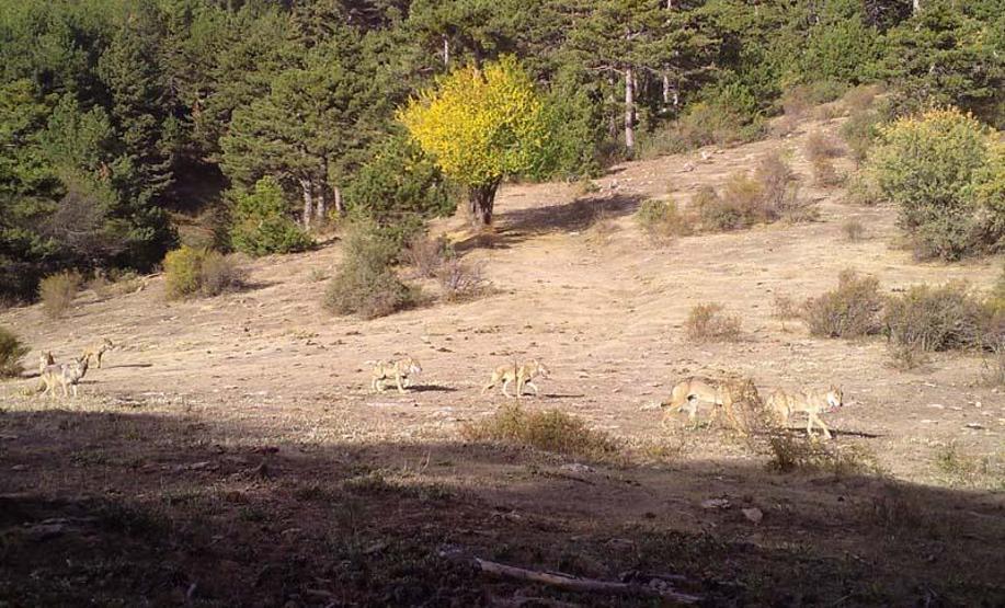 Afyonkarahisarda yaban hayatı fotokapanla görüntülendi