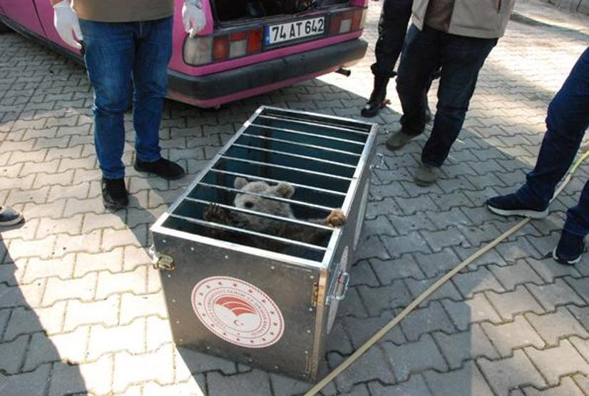Yavru ayı köpeklerin saldırısına uğradı