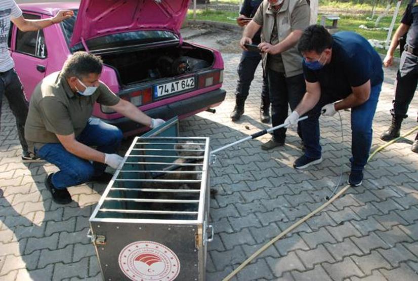 Yavru ayı köpeklerin saldırısına uğradı