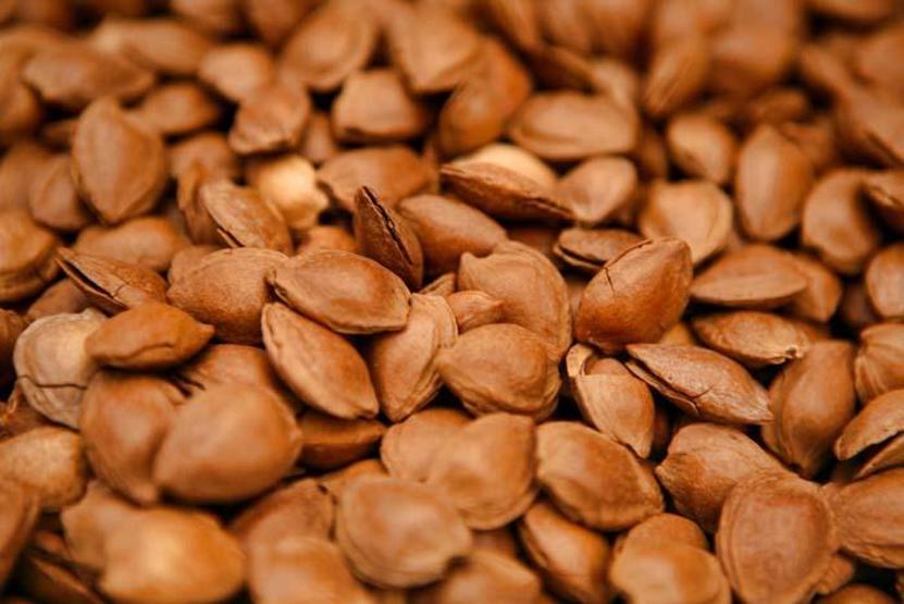 Günde 8 tane kayısı çekirdeği kalp krizini önlüyor Ancak tüketirken dikkat