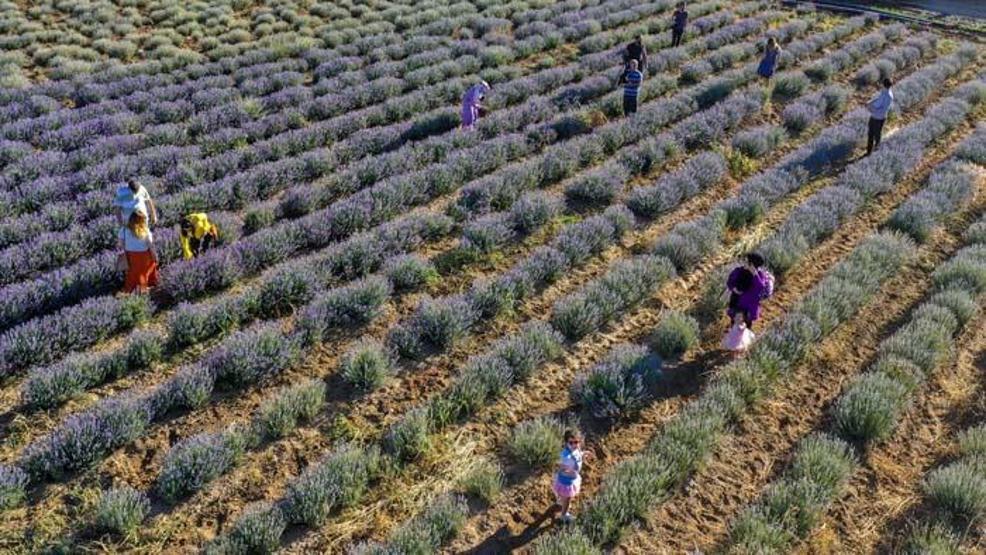 Diyarbakırın yeni cazibe merkezi: Lavanta bahçeleri