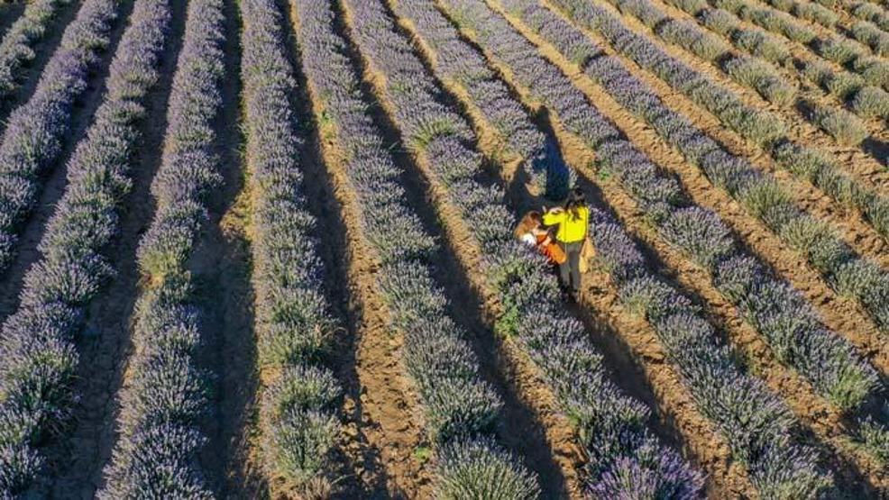 Diyarbakırın yeni cazibe merkezi: Lavanta bahçeleri