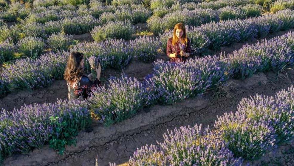 Diyarbakırın yeni cazibe merkezi: Lavanta bahçeleri