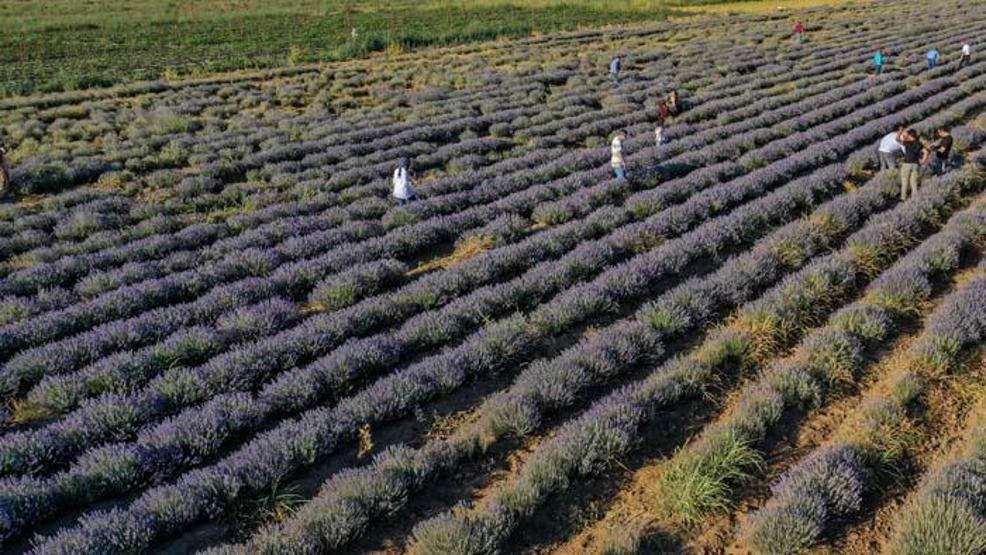 Diyarbakırın yeni cazibe merkezi: Lavanta bahçeleri